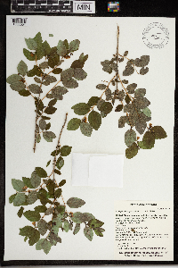 Symphoricarpos albus image