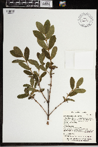 Lonicera caerulea image