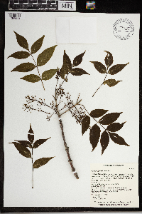Fraxinus nigra image