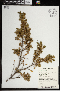 Juniperus communis image