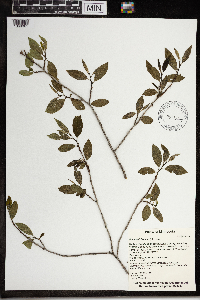 Ilex verticillata image