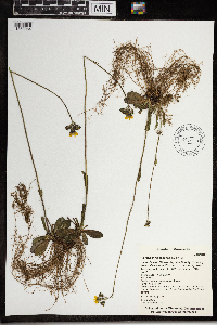 Hieracium caespitosum image