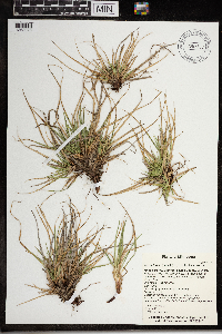 Carex tonsa var. tonsa image