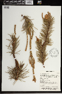 Pinus banksiana image