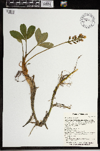 Menyanthes trifoliata image