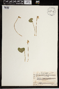Viola nephrophylla image