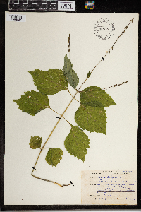 Phryma leptostachya image