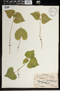 Viola rugulosa image