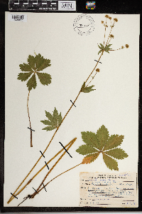 Sanicula marilandica image