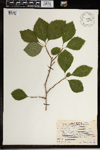 Crataegus punctata image