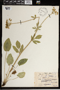 Zizia aptera image