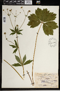 Sanicula marilandica image