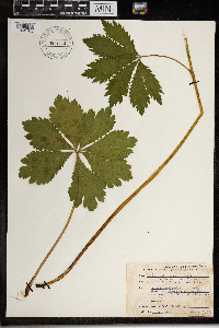 Sanicula marilandica image