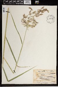 Calamagrostis canadensis image