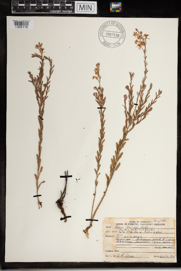 Oenothera suffrutescens image