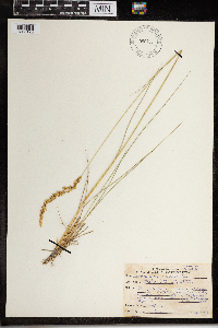 Calamagrostis stricta subsp. inexpansa image
