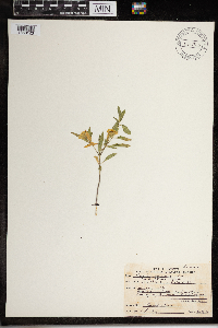 Physalis virginiana image