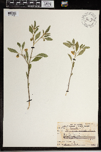 Physalis virginiana image