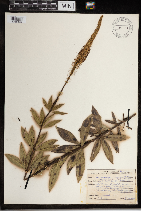 Veronicastrum virginicum image
