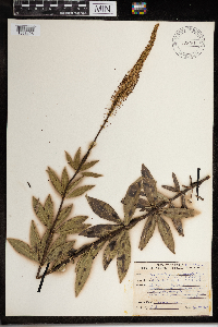 Veronicastrum virginicum image