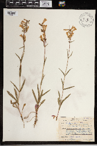 Penstemon gracilis image