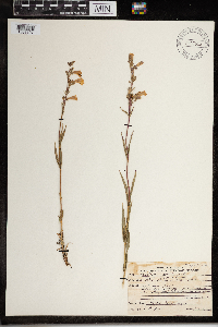 Penstemon gracilis image