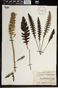 Pedicularis canadensis image