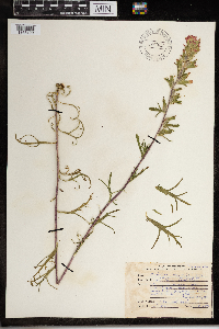 Castilleja coccinea image