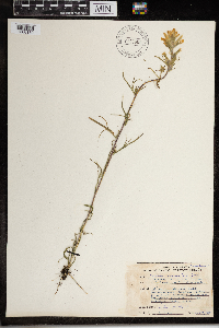Castilleja coccinea image