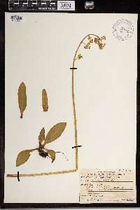 Micranthes pensylvanica image