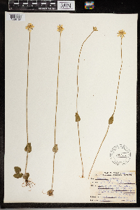 Parnassia palustris image