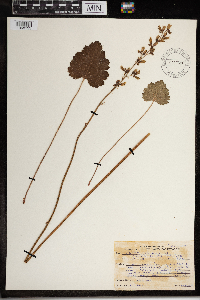 Heuchera richardsonii image