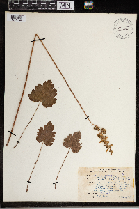 Heuchera richardsonii image