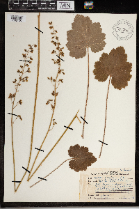 Heuchera richardsonii image