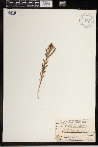 Comandra umbellata image