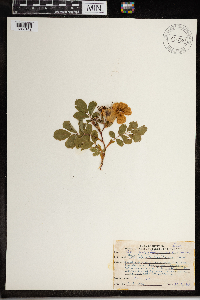 Rosa arkansana image