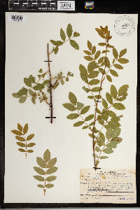 Rosa arkansana image