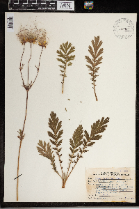 Geum triflorum var. triflorum image