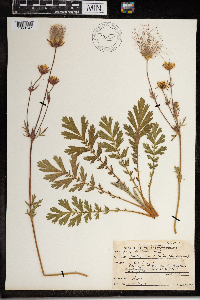 Geum triflorum var. triflorum image