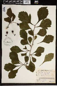 Crataegus punctata image