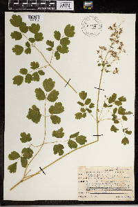 Thalictrum dioicum image