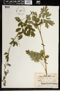 Thalictrum dioicum image