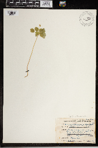 Thalictrum thalictroides image