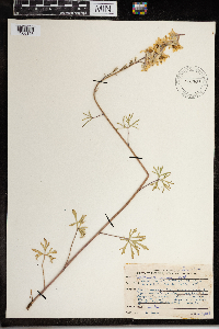 Delphinium carolinianum image