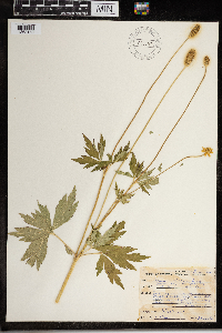 Anemone cylindrica image