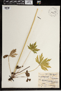 Anemone cylindrica image