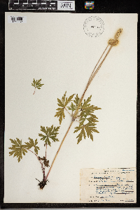 Anemone cylindrica image