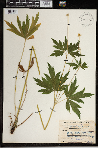 Anemone virginiana image