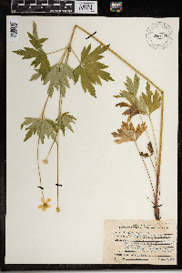 Anemone virginiana image