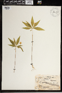 Image Associated With the Occurrence